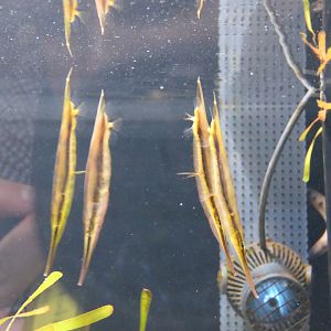 Jointed Razorfish (Aeoliscus strigatus) - Uozu Aquarium