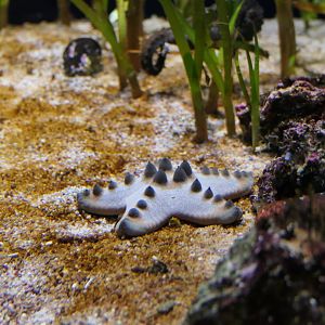 Chocolate Chip Seastar (Protoreaster nodosus) - Uozu Aquarium