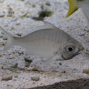 Threadfin Silverbiddy (Gerres filamentosus) - Uozu Aquarium