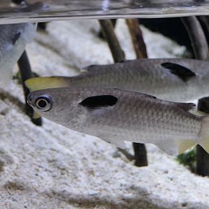 Squaretail Mullet (Ellochelon vaigiensis) - Uozu Aquarium