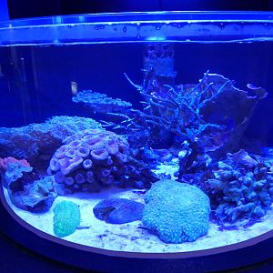 Coral tank - Uozu Aquarium