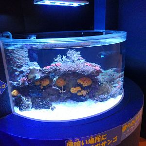 Coral tank - Uozu Aquarium