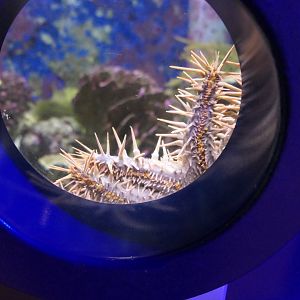 Crown-of-thorns Seastar (Acanthaster sp.) - Uozu Aquarium