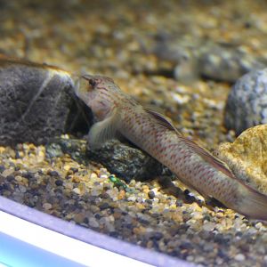 Cross-band Yoshinobori Goby (Rhinogobius nagoyae)