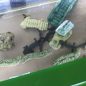 Axolotl (Ambystoma mexicanum)