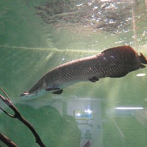 Arapaima (Arapaima sp.)