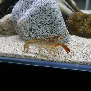 Red Swamp Crayfish (Procambarus clarkii)
