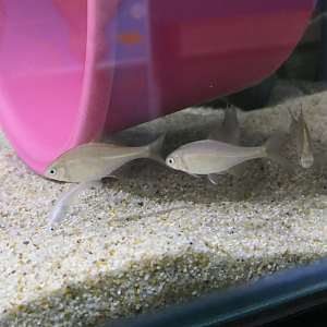 Continental Rosy Bitterling (Rhodeus ocellatus ocellatus)