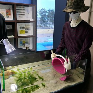 Invasive species tank - Uozu Aquarium