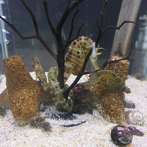 Pot-bellied Seahorse (Hippocampus abdominalis) - Uozu Aquarium