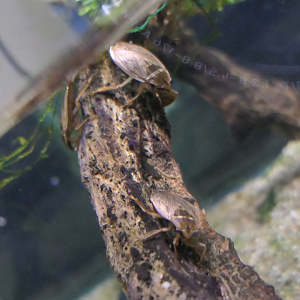 Japanese Water Bug (Appasus japonicus) - Uozu Aquarium