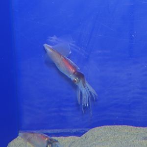 Firefly Squid - Watasenia scintillans) - Uozu Aquarium