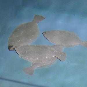 Olive Flounder (Paralichthys olivaceus) - Uozu Aquarium