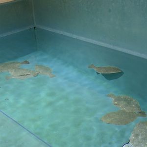 Olive Flounder (Paralichthys olivaceus) - Uozu Aquarium