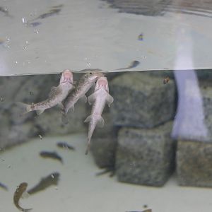 Red Garra (Garra rufa) - Uozu Aquarium