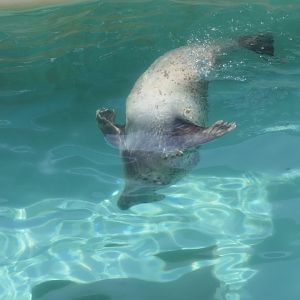 Spotted Seal (Phoca largha) - Uozu Aquarium