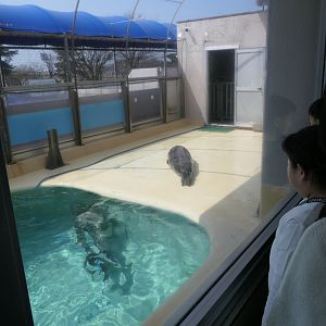 Spotted Seal (Phoca largha) exhibit - Uozu Aquarium