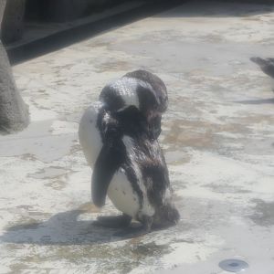 Humboldt Penguin (Spheniscus humboldti) - Uozu Aquarium