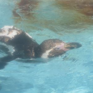 Humboldt Penguin (Spheniscus humboldti) - Uozu Aquarium