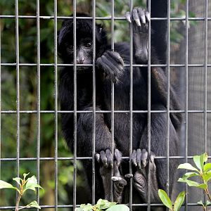 Colombian Black Spider Monkey