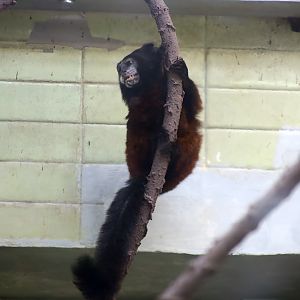 Red-mantled Saddle-back Tamarin (Leontocebus lagonotus)