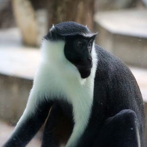 Diana Monkey