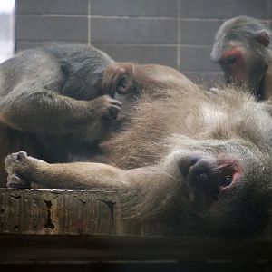 Stump-tailed Macaque