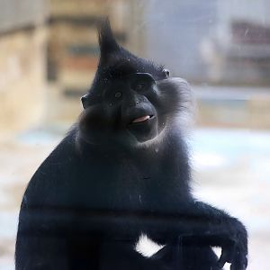 Black Mangabey