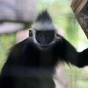 Laotian Langur (Trachypithecus laotum)