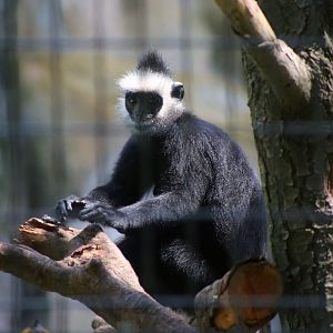 Laotian Langur (Trachypithecus laotum)
