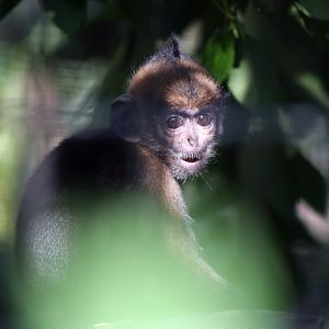 Laotian Langur Juvenile