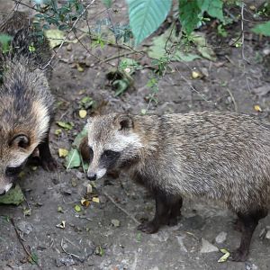 Raccoon Dog