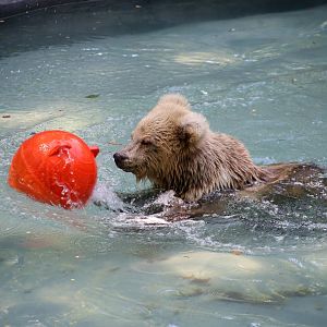 Himalayan Brown Bear (Ursus arctos isabellinus)