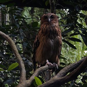 Buffy Fish Owl (Ketupa ketupu)