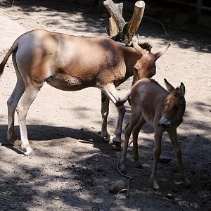 Mongolian Kulan with Foal