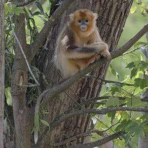 Golden snub-nosed monkey, subadult female