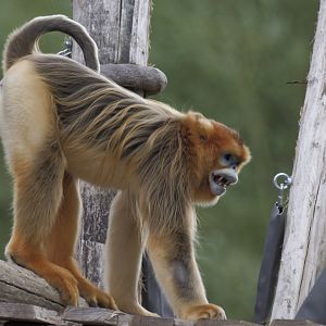 Golden snub-nosed monkey, adult male