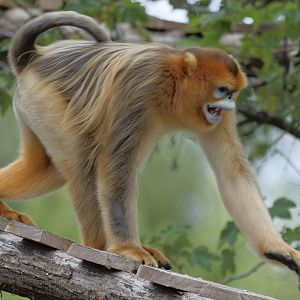 Golden snub-nosed monkey, adult male