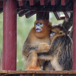 Golden snub-nosed monkeys, trio sheltering from rain