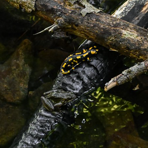 Fire salamander