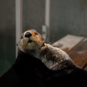 Northern Sea Otters