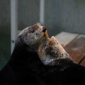 Northern Sea Otters