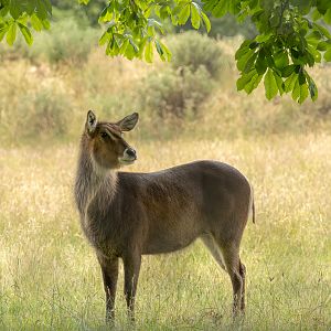 Waterbuck (Common waterbuck) : Whipsnade : 29 Jun 2025