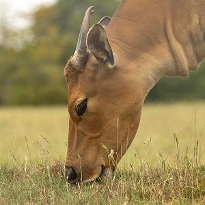 Banteng : Whipsnade : 29 Jun 2025