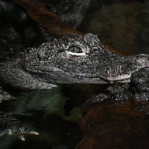Chinese alligator