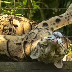 Clouded leopard : Cotswold WP : 20 Jun 2025