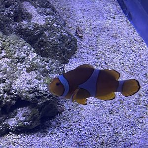 common clownfish (amphiprion ocellaris) (1)