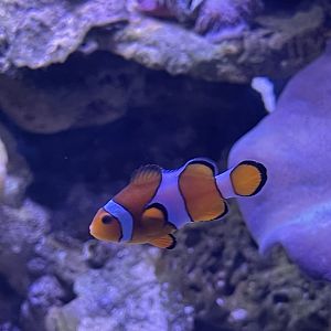 common clownfish (amphiprion ocellaris) (2)