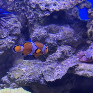 common clownfish (amphiprion ocellaris) (3)