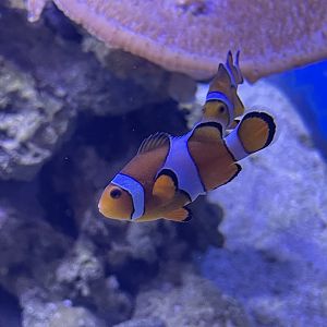 common clownfish (amphiprion ocellaris) (4)
